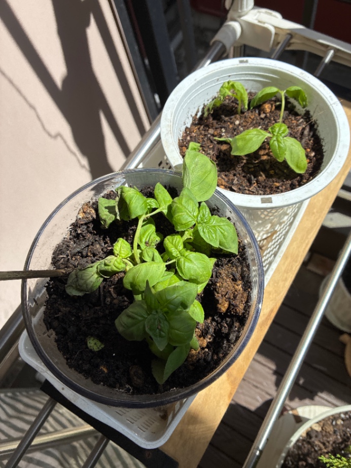 Surviving Basil thumbnail 2