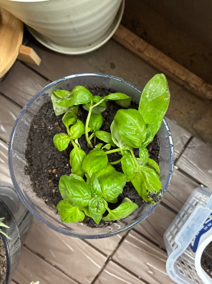 Surviving Basil thumbnail 3