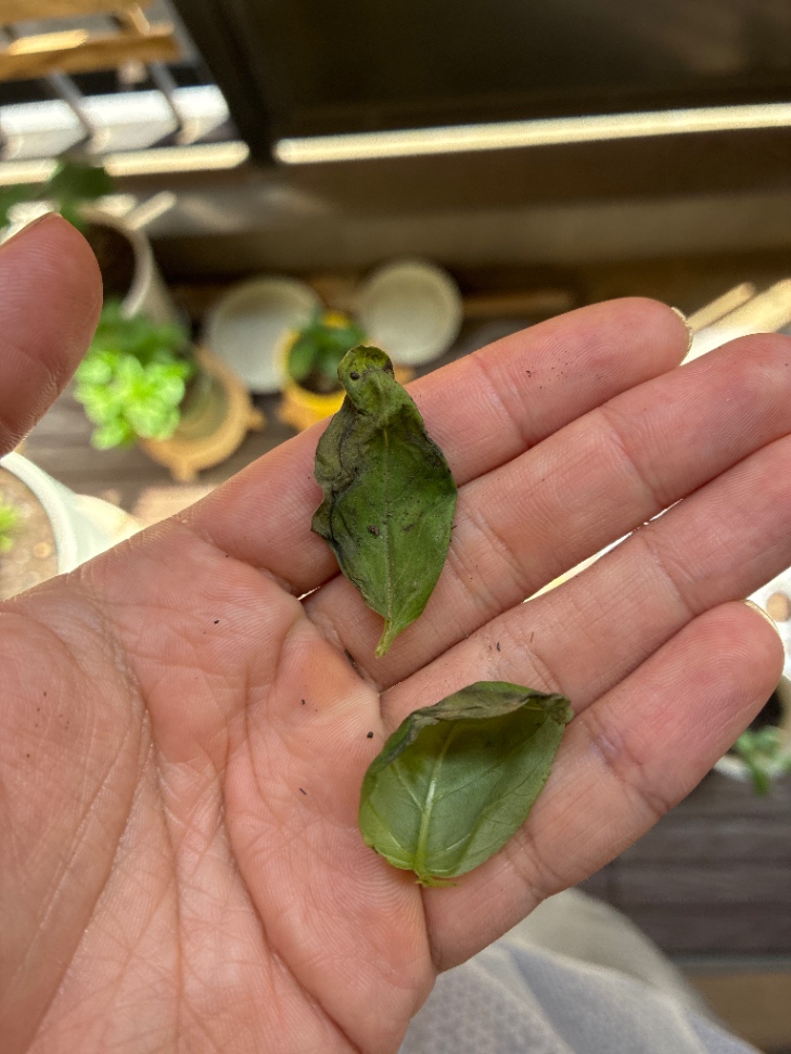 Surviving Basil